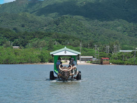 Okinawa,Japan - July 13, 2021: Water buffalo drawn cart for sightseeing in Yubu island, Okinawa, Japanのeditorial素材