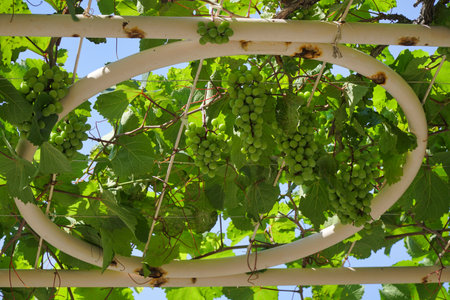 Nagano,Japan-July 22, 2021: Closeup of Niagara grapes on grapevine trellisの写真素材