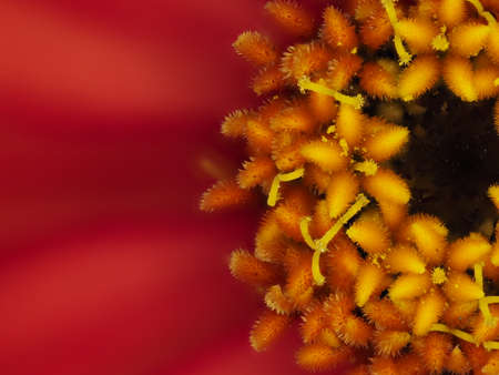Tokyo,Japan-July 29, 2021: Closeup of red Single-flowered zinnia flowerの写真素材