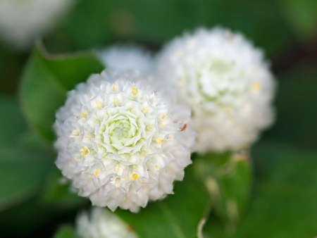 Tokyo,Japan-July 29, 2021: Closeup of snow white Globe Amaranth and small ants