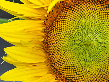 Tokyo,Japan - August 1, 2021: Closeup of sunflower tubular flowerの写真素材