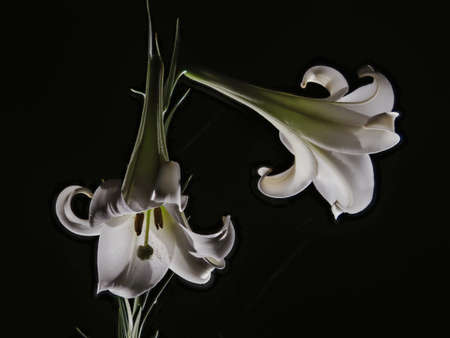 Tokyo,Japan - August 9, 2021: White Madonna lily on black backgroundの写真素材