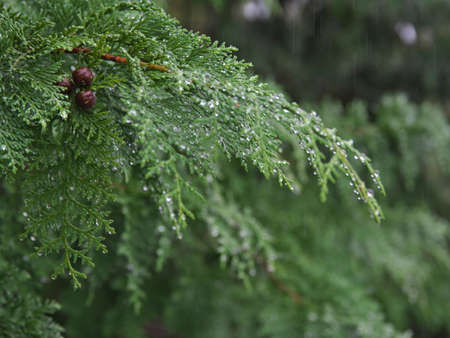 Tokyo,Japan - September 3, 2021: Closeup of cypress leaves and seeds in the rainの写真素材
