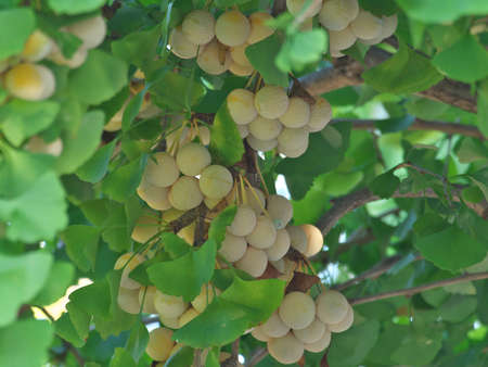 Tokyo,Japan - September 7, 2021: Ripe ginkgo nuts on a treeの写真素材
