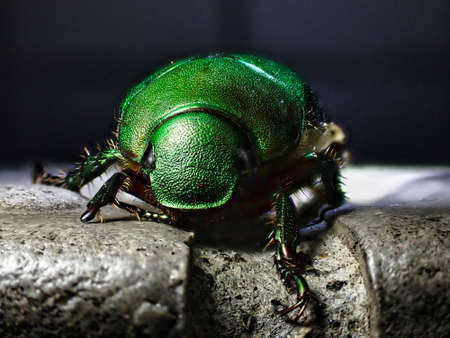 Tokyo,Japan - September 12, 2021: Closeup of Scarab beetle or mimela splendensの写真素材