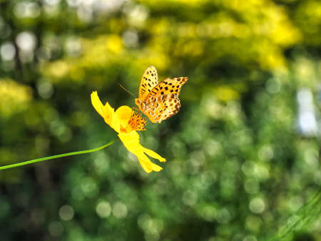 Tokyo,Japan - September 15, 2021: A Brush-footed Butterfly on Cosmos sulphureus on blue sky backgroundの写真素材