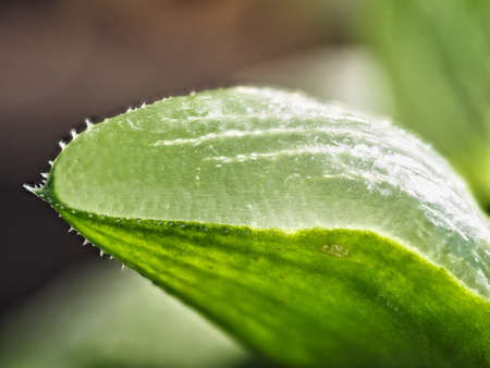 Tokyo,Japan - September 21, 2021: Closeup of quaint and characteristic leaves of Haworthia muticaの写真素材
