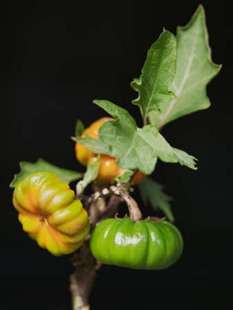 Tokyo,Japan - September 23, 2021: Closeup of Solanum Integrifolium or Pumpkin on a Stick or Solanum Pumpkin on black backgroundの写真素材