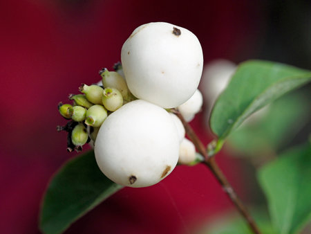 Tokyo,Japan - September 24, 2021: Closeup of snowberry or Symphoricarpos albusの写真素材