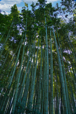 Kyoto,Japan - October 8, 2021: Bamboo trees in a Japanese gardenの写真素材