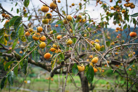 Kyoto,Japan - October 7, 2021: Kaki or Japanese persimmon on a tree in Ohara, Kyotoの写真素材