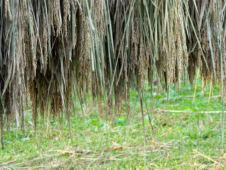Tokyo,Japan - October 24, 2021: Sun drying harvested rice stalk in Japan