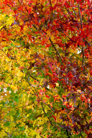 Tokyo,Japan - November 5, 2021: Beautiful autumn leaves in Tokyo, Japan, under blue skyの写真素材