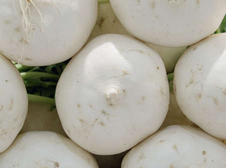 Kyoto,Japan - November 24, 2021: Pile of Shogoin Turnips or Shogoin Daikons or Shogoin Kabusの写真素材