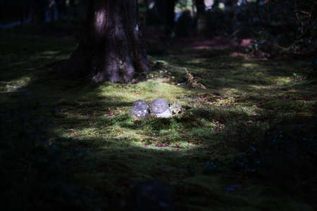 Kyoto,Japan - November 14, 2021: Small jizo or guardian deity of children in a moss-covered garden in Kyoto, Japanのeditorial素材