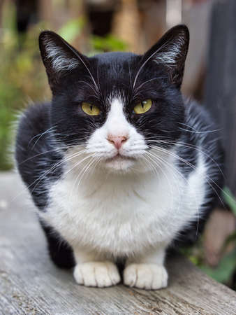 Kyoto,Japan - November 20, 2021: Closeup of a face of cat in Kyotoの写真素材