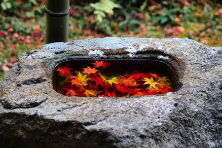 Kyoto,Japan - November 23, 2021: Colorful wet autumn leaves in a stone basinの写真素材
