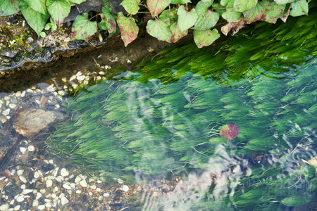 Hyogo,Japan- November 17, 2021: Batrachium nipponicus or Baikamo in a streamの写真素材