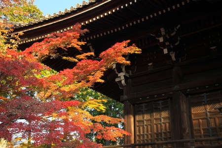 Kyoto,Japan - November 18, 2021: Shinnyodo temple and autumn leaves in Kyoto, Japanのeditorial素材