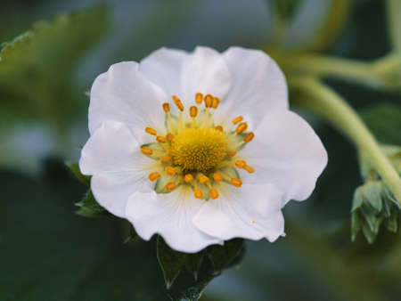 Shizuoka,Japan - December 10, 2021: Closeup of white flower of fresh strawberry fruit in Japanの写真素材