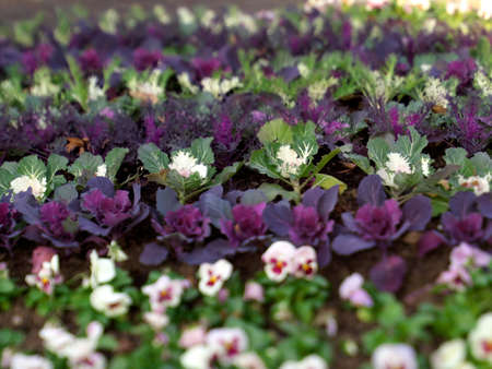Tokyo,Japan - December 12, 2021: Closeup of ornamental cabbage flowers in winter