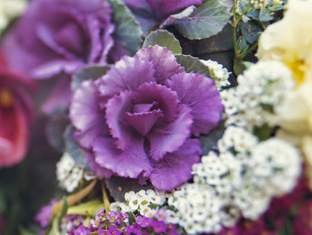 Tokyo,Japan - December 12, 2021: Closeup of ornamental cabbage flowers in winter