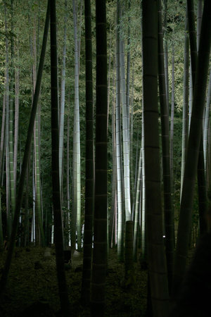 Kyoto,Japan - November 16, 2021: Illuminated Bamboo Forests in autumnの写真素材