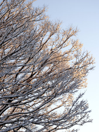 Tokyo,Japan - January 7, 2022: Snow-covered Japanese zelkova tree illuminated with the morning sunlight in Tokyo, Japanの写真素材