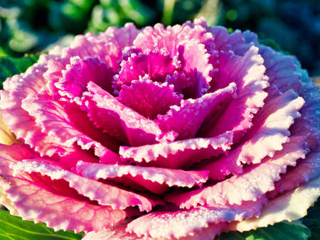 Tokyo,Japan - January 9, 2022: Closeup of frosted ornamental cabbage or flowering kale under morning sunlightの写真素材