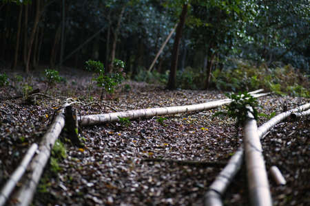 Kyoto,Japan - November 16, 2021: A trail in a grove in Kyoto, Japan