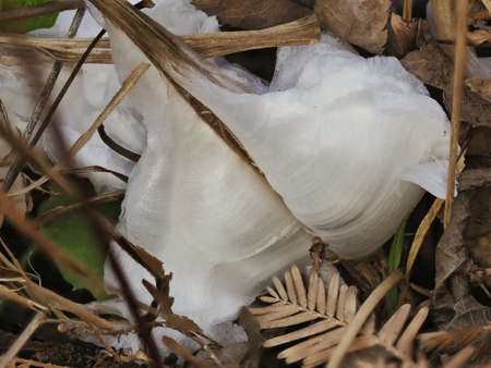 Tokyo,Japan - January 22, 2022: Closeup of Collinsonia japonica or Keiskea japonica or Shimobashira
