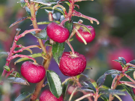 Tokyo,Japan - January 25, 2022: Closeup of red fruits of Gaultheria mucronata or Pernettya mucronata or prickly heathの写真素材