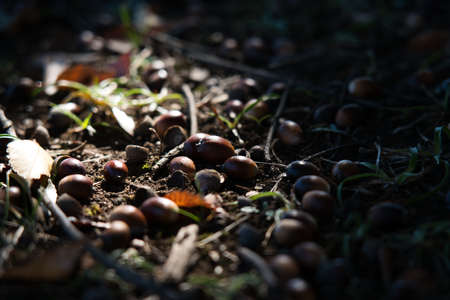 Tokyo,Japan - November 5, 2021: Fallen nuts of Quercus myrsinifolia on soil in the woodsの写真素材