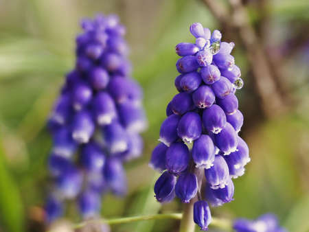Tokyo, Japan - March 22, 2022: Muscari armeniacum, Muscari, Armenian grape hyacinth in rainの写真素材