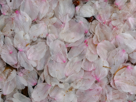 Tokyo, Japan - April 4, 2022: Pink petals of cherry blossoms floating on water on a rainy dayの写真素材
