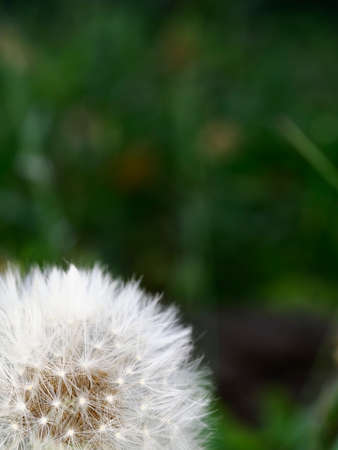 Tokyo, Japan - April 17, 2022: Closeup of dandelion fluff in a gardenの写真素材