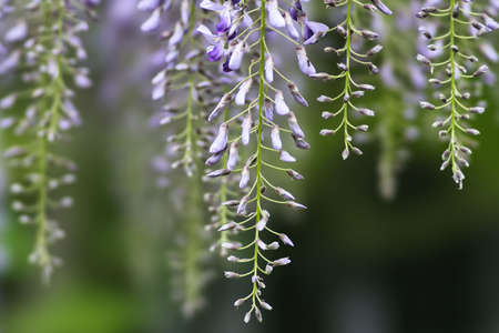 Tokyo, Japan - April 18, 2022: Closeup of purple wisteria flowersの写真素材