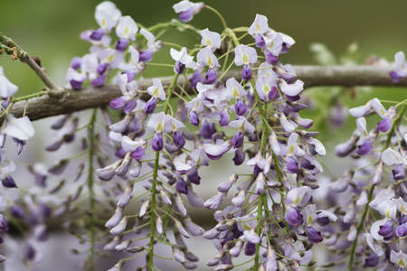 Tokyo, Japan - April 18, 2022: Closeup of purple wisteria flowersの写真素材