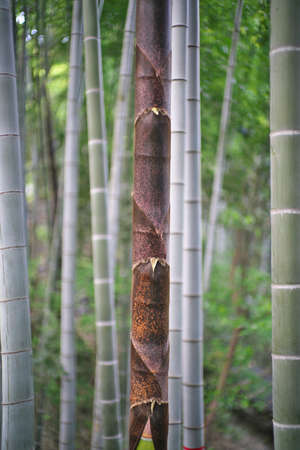 Tokyo, Japan - May 2, 2022: Bamboo shoot in bamboo forest in spring in Tokyo, Japanの写真素材