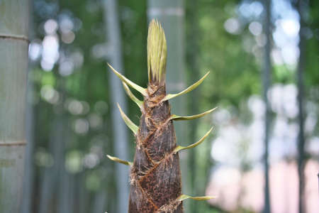 Tokyo, Japan - May 2, 2022: Bamboo shoot in bamboo forest in spring in Tokyo, Japanの写真素材