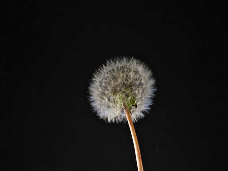 Tokyo, Japan - May 3, 2022: Closeup of parachute ball of dandelion on black background