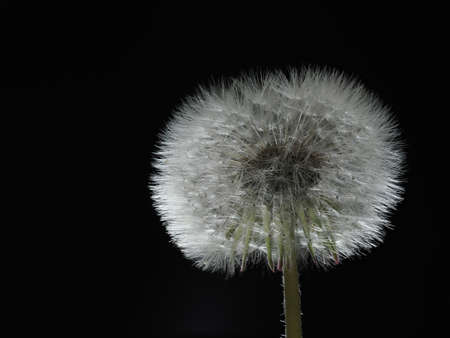Tokyo, Japan - April 26, 2022: Closeup of parachute ball of dandelion on black backgroundの写真素材