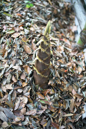 Tokyo, Japan - May 2, 2022: Bamboo shoot in bamboo forest in spring in Tokyo, Japanの写真素材