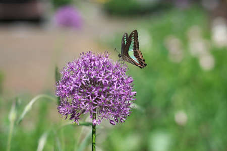 Tokyo, Japan - May 3, 2022: Graphium sarpedon on Allium giganteumの写真素材