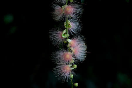 Okinawa,Japan - July 1, 2022: Barringtonia racemosa or Sagaribana or common putat or powder-puff...