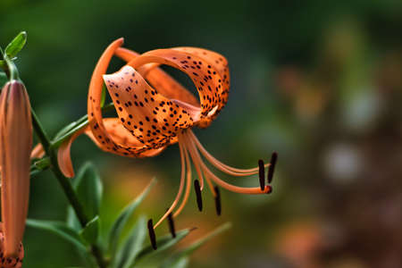 Tokyo,Japan - July 20, 2022: Tiger Lily or Lilium lancifolium Thunb or Oniyuri in the morning