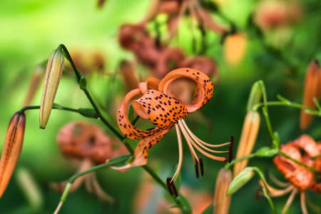 Tokyo,Japan - July 20, 2022: Tiger Lily or Lilium lancifolium Thunb or Oniyuri in the morningの写真素材
