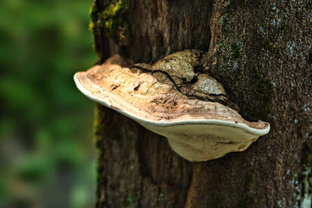 Tokyo,Japan - July 21, 2022: Closeup of Polyporaceae on a treeの素材 [FY310189180341]