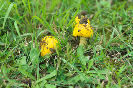 Tokyo,Japan - September 22, 2022: Closeup of Amanita javanica on lawnの写真素材
