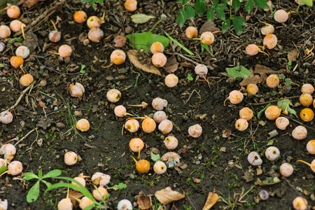 Tokyo,Japan - September 22, 2022: Gingko Nuts fallen on the earth